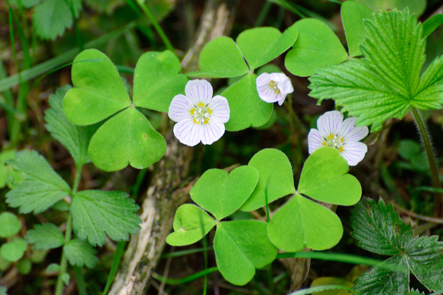 Waldsauerklee Oxalis acetosella 2