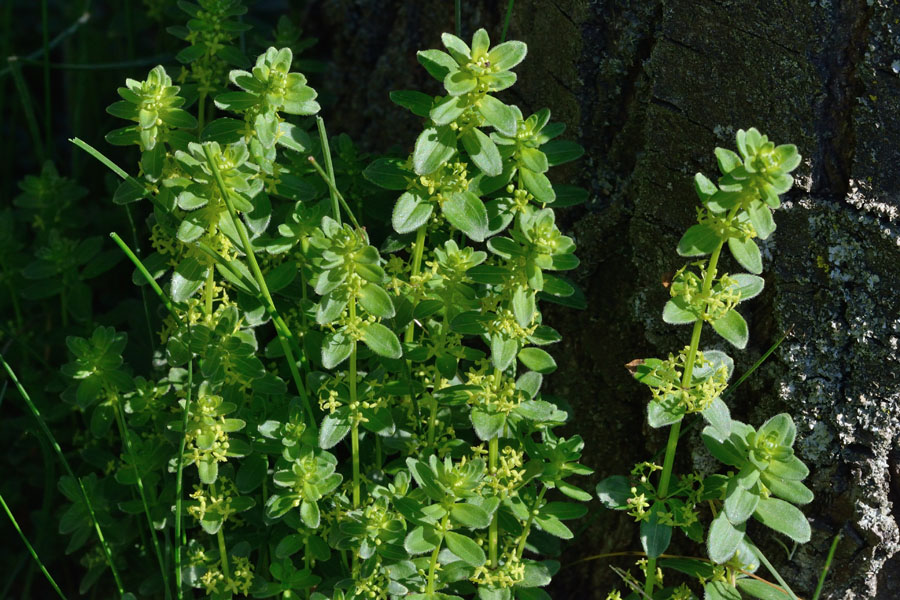 Kahles Labkraut Cruciata glabra 1