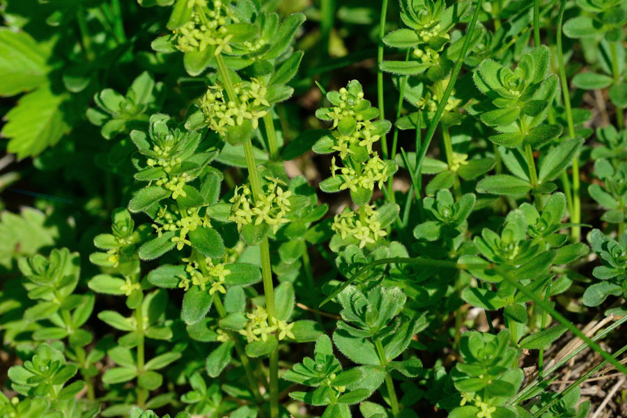 Kahles Labkraut Cruciata glabra 2