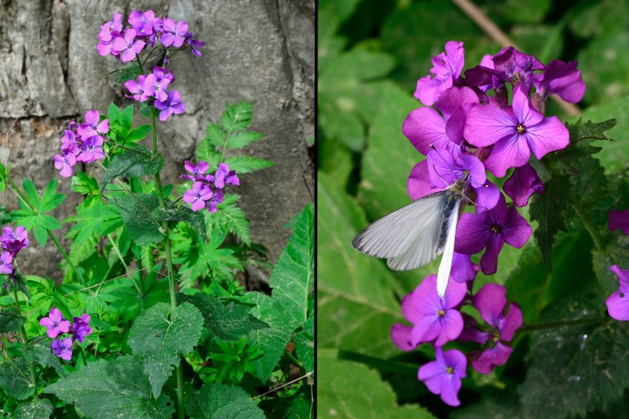 Einjaehriges Silberblatt Lunaria annua 1