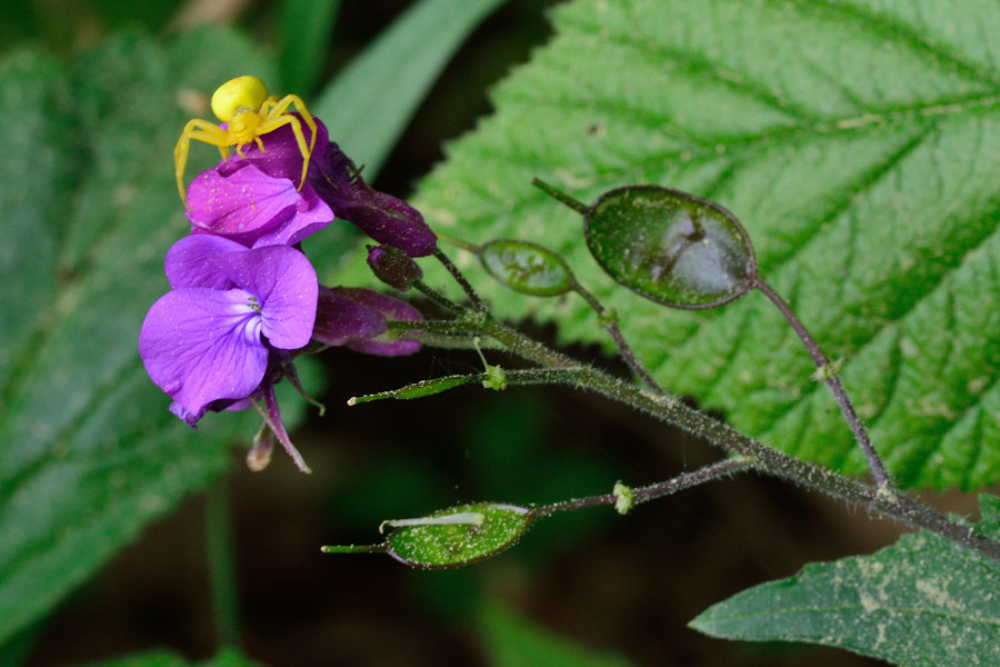 Einjaehriges Silberblatt Lunaria annua 2