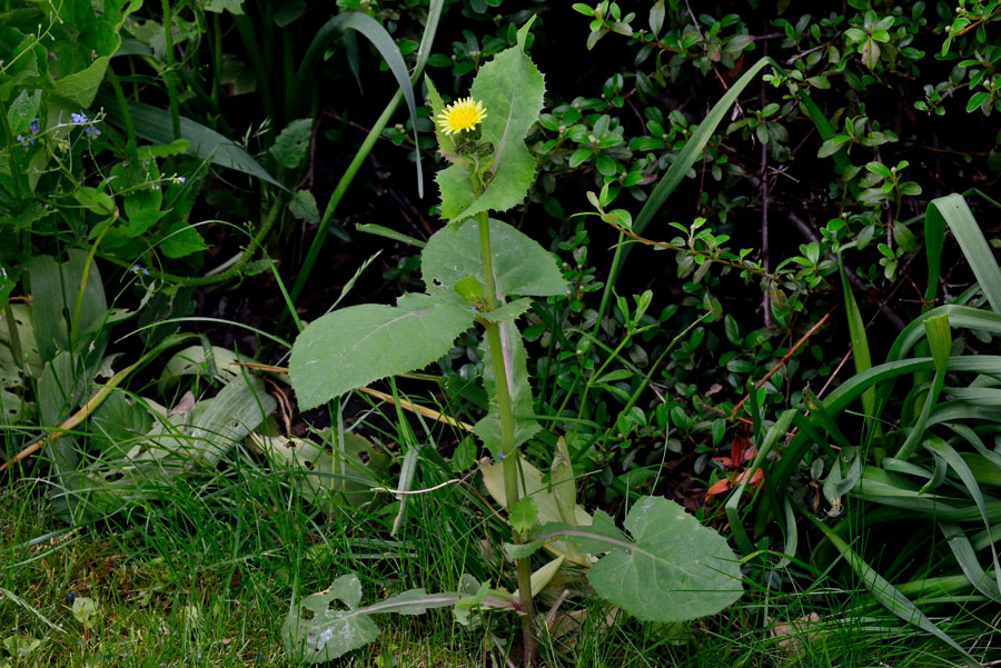 Gemuese-Gaensedistel Sonchus oleraceus 1