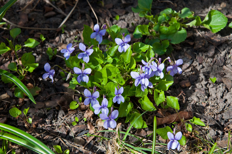 Hainveilchen, Viola riviniana