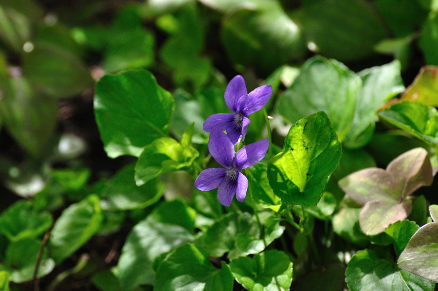 Hainveilchen, Viola riviniana