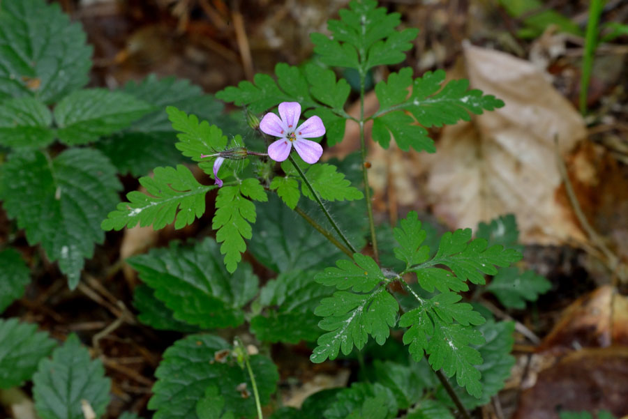 Stinkender Storchschnabel (Ruprechtskraut) Geranium robertianum 1