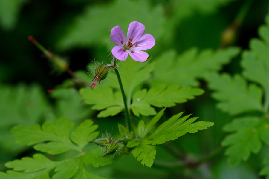 Stinkender Storchschnabel (Ruprechtskraut) Geranium robertianum 2