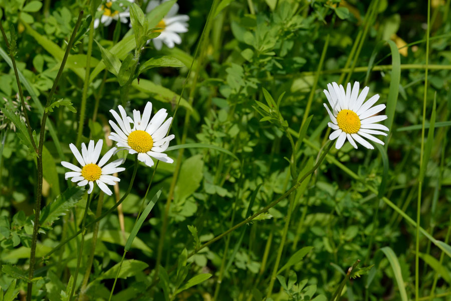 Margerite Leucanthemum vulgare 1