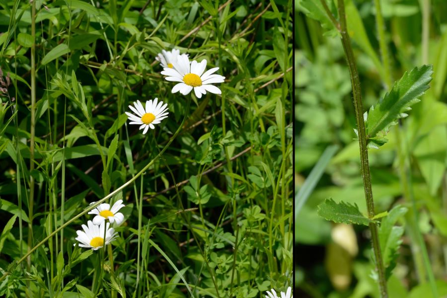 Margerite Leucanthemum vulgare 2