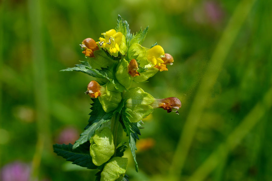 Kleiner Klappertopf Rhinatus minora 1