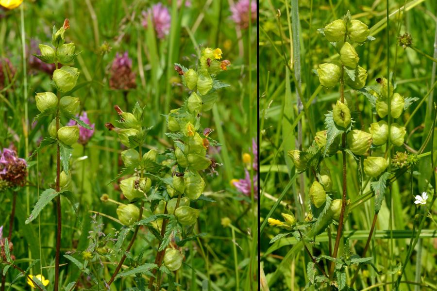 Kleiner Klappertopf Rhinatus minor 2