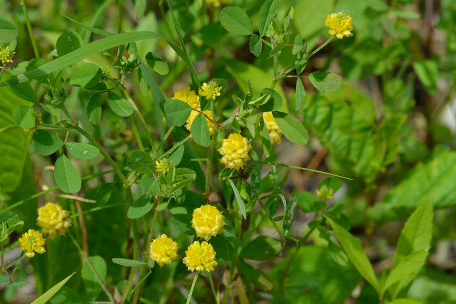 Hopfenklee Medicago lupulina 1