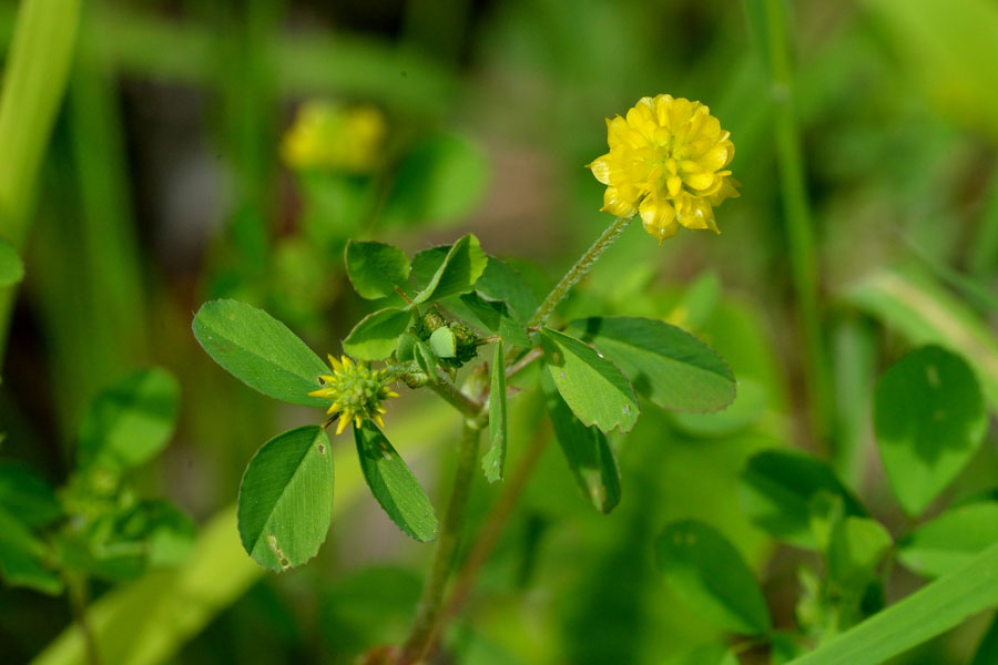 Hopfenklee Medicago lupulina 2