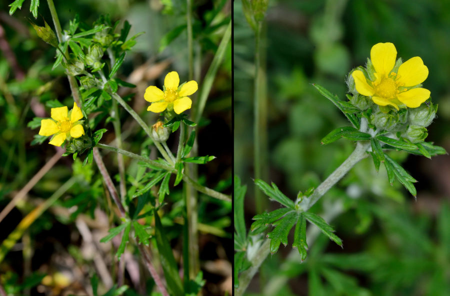 Silber-Fingerkraut Potentilla argentea 1