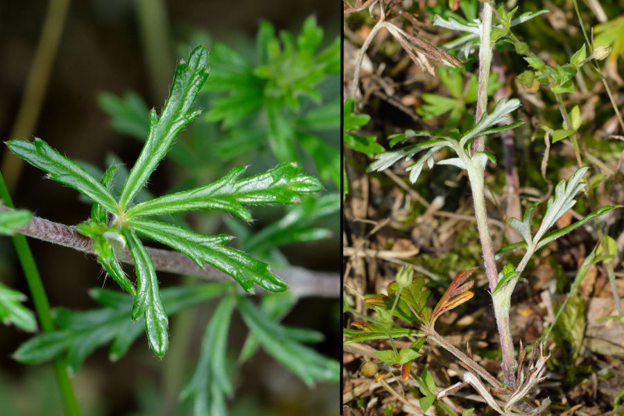 Silber-Fingerkraut Potentilla argentea 2