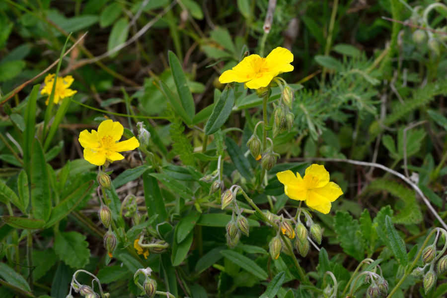 Gewoehnliches Sonnenroeschen Helianthemum nummularium 1