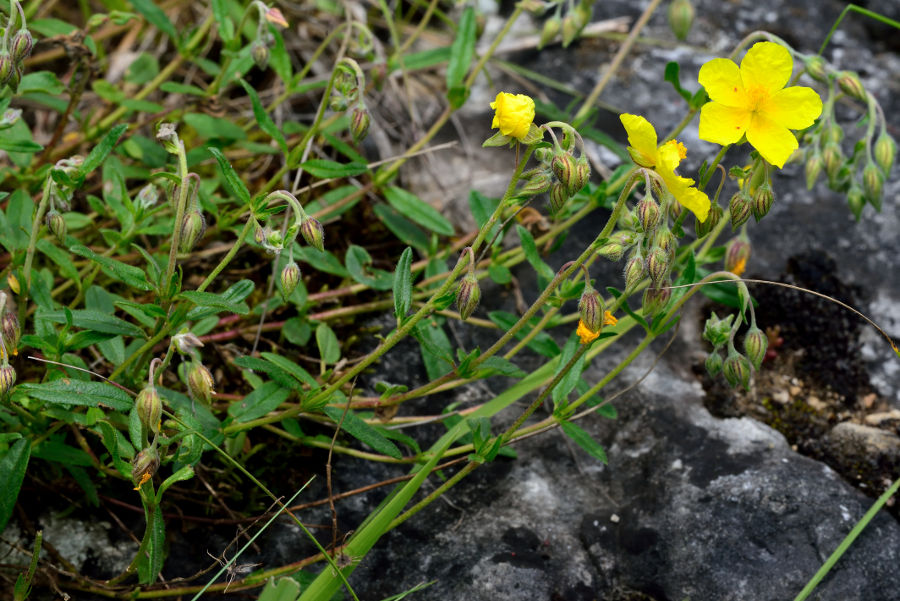 Gewoehnliches Sonnenroeschen Helianthemum nummularium 2