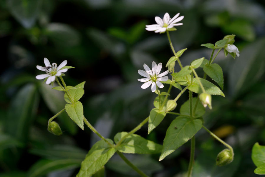 Wasserdarm Stellaria aquatica 1