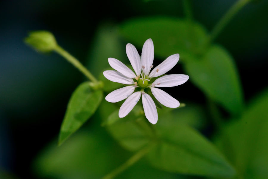 Wasserdarm Stellaria aquatica 2