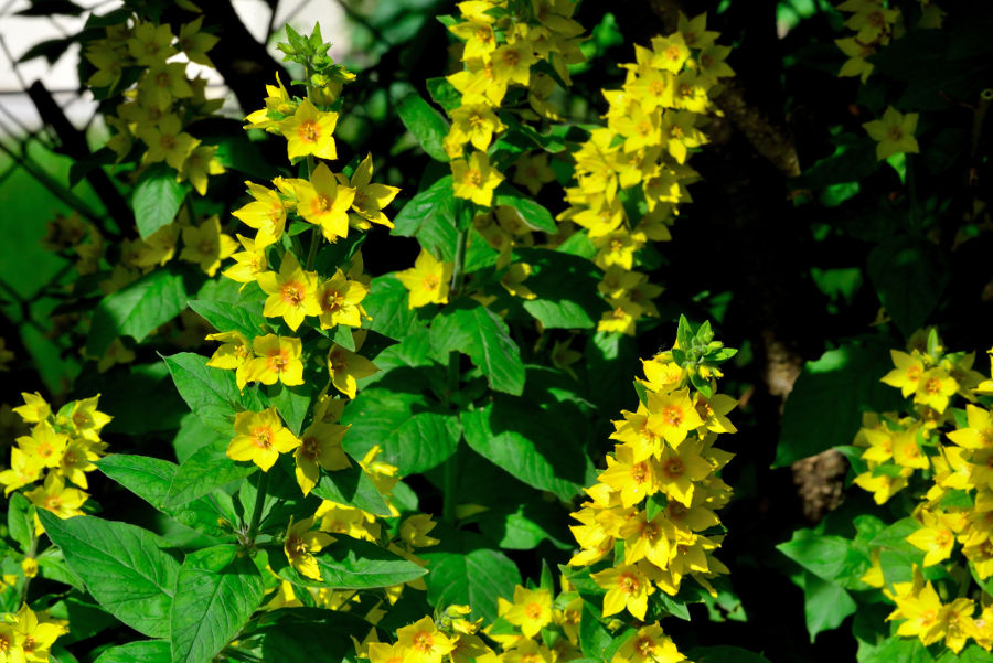 Goldfelberich Lysimachia punctata 1