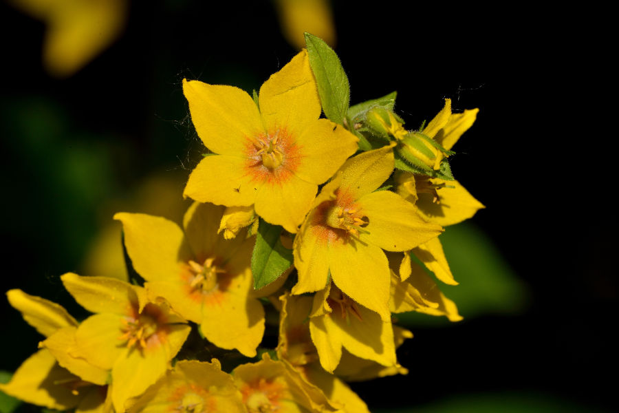 Goldfelberich Lysimachia punctata 2