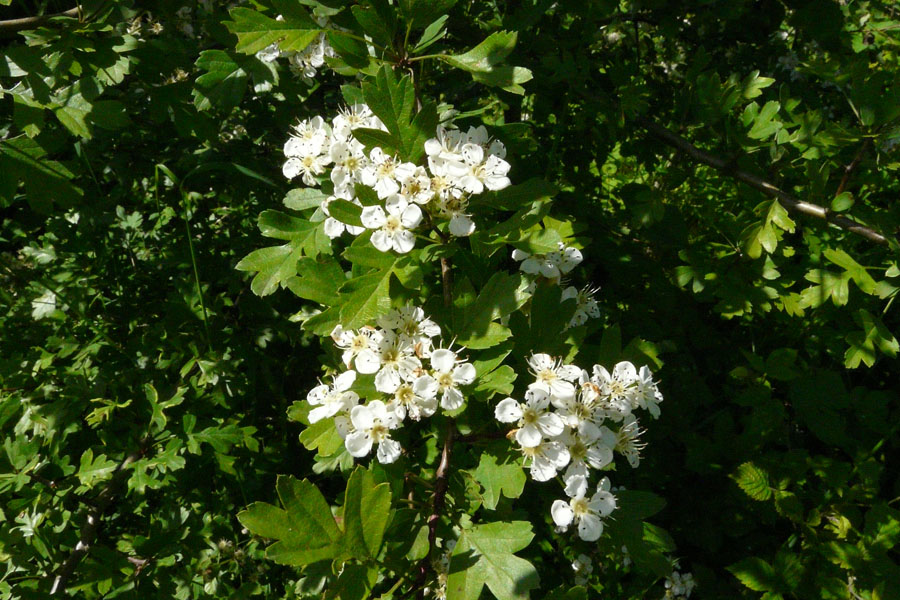 Eingriffeliger Weissdorn Crataegus monogyna