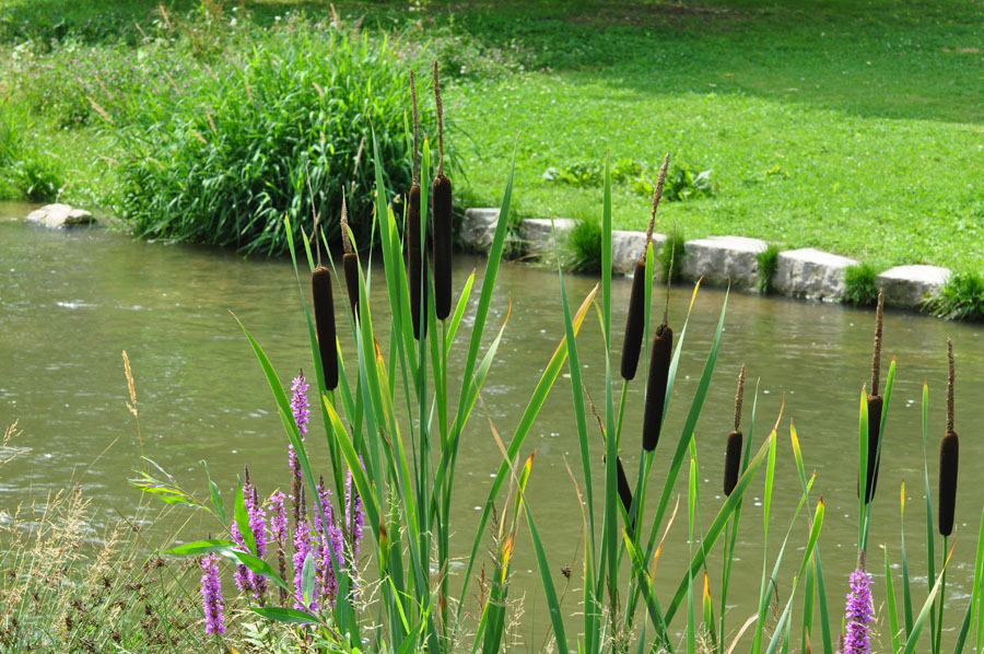 Breitblaettriger Rohrkolben Typha latifolia 1