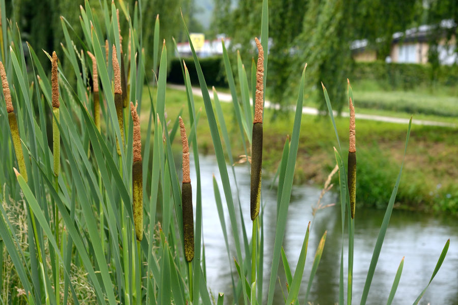 Breitblaettriger Rohrkolben Typha latifolia 2