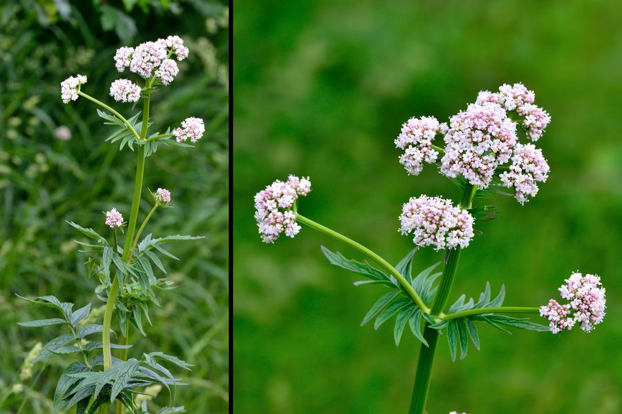 Echter Baldrian Valeriana officinalis 1