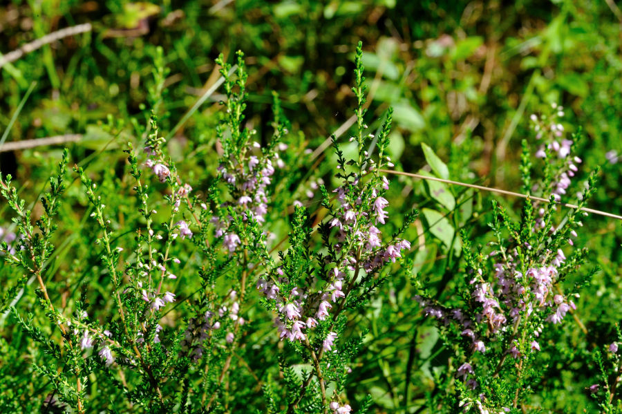 Besenheide Calluna vulgaris 1