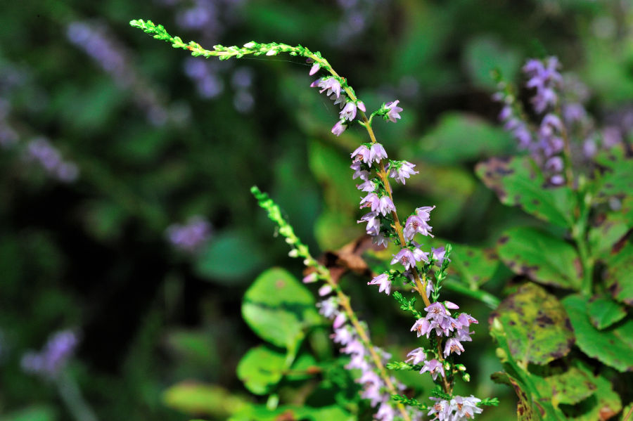 Besenheide Calluna vulgaris 2