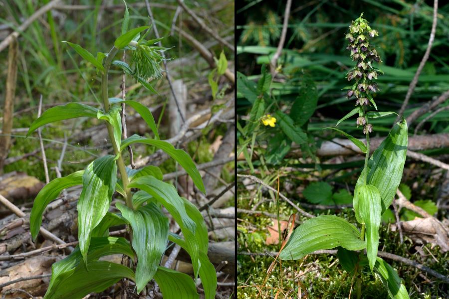 Breitblättrige Stendelwurz Epipactis helleborine 1