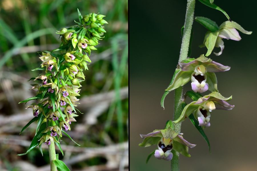 Breitblättrige Stendelwurz Epipactis helleborine 2