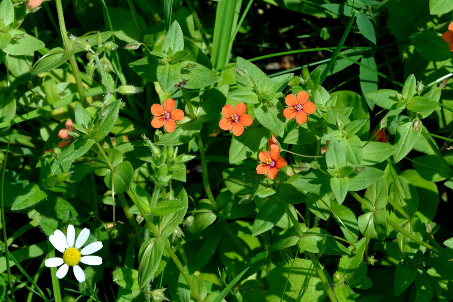 Acker-Gauchheil Anagallis arvensis 1