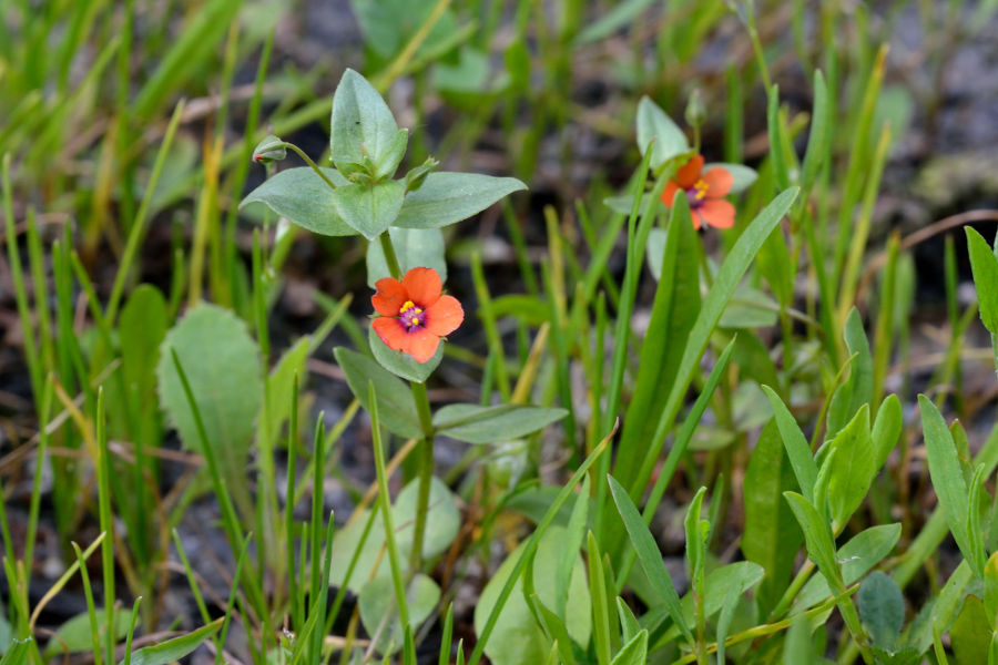 Acker-Gauchheil Anagallis arvensis 2