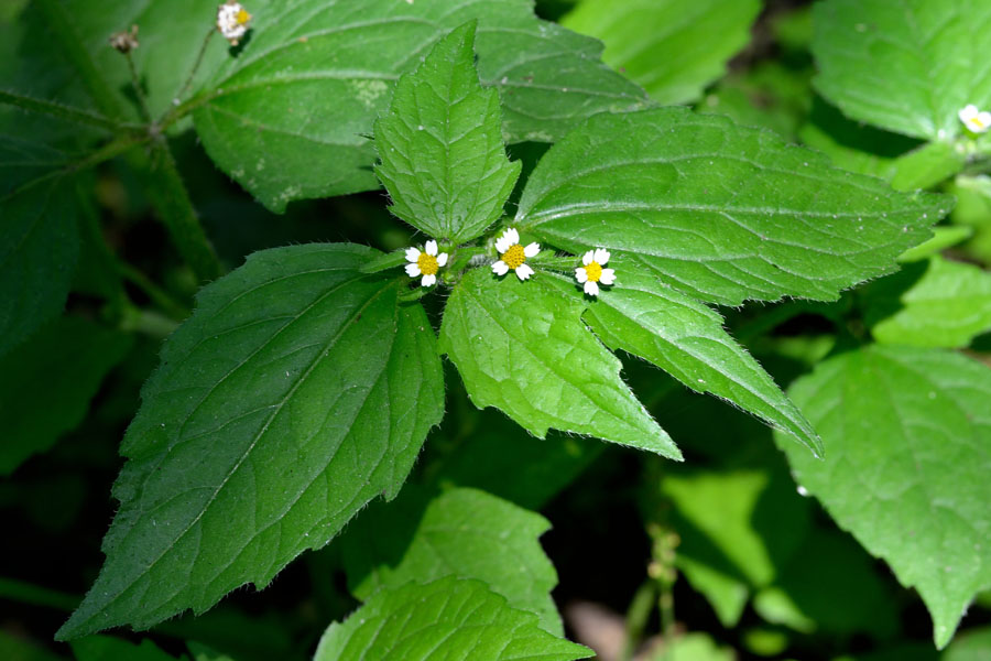 Kleinbluetiges Knopfkraut Galinsora parviflora 1