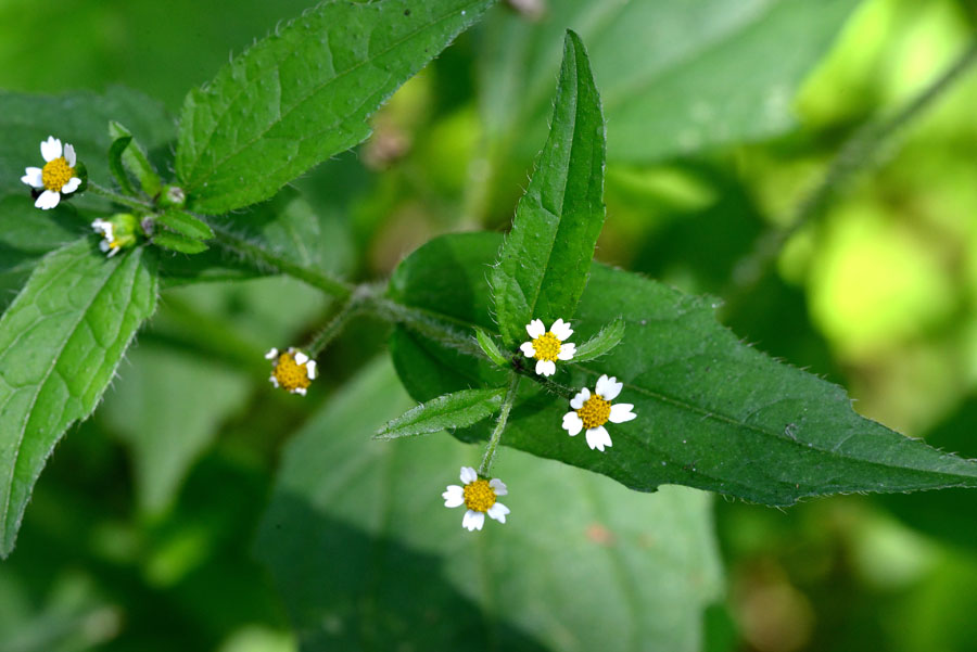 Kleinbluetiges Knopfkraut Galinsora parviflora 2