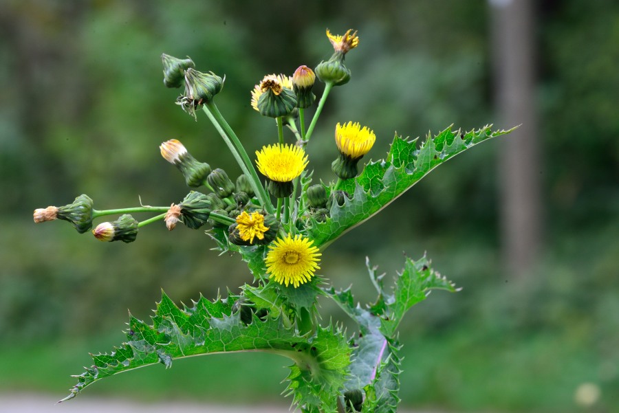 Raue Gaensedistel Sonchus asper 1