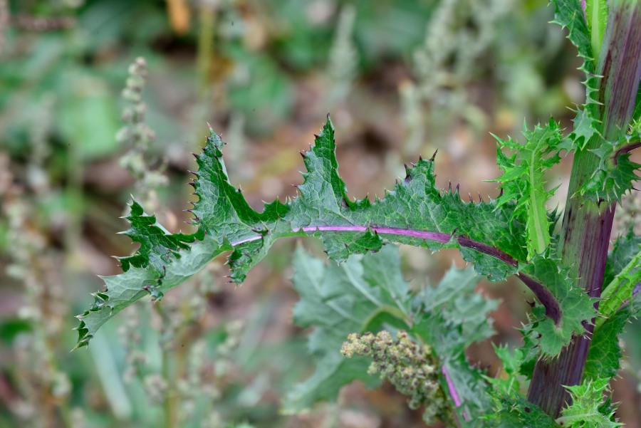 Raue Gaensedistel Sonchus asper 2