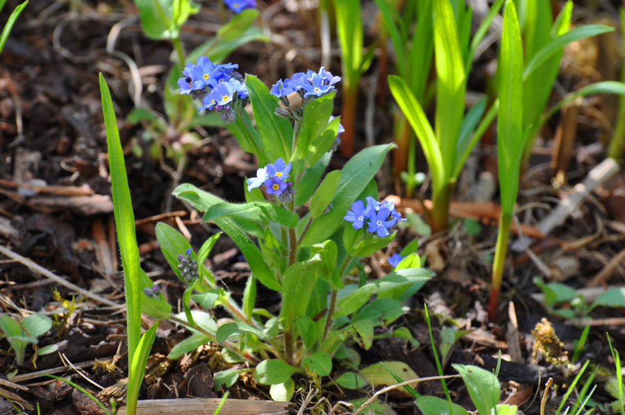 Ackervergissmeinnicht 1 Myosotis arvensis