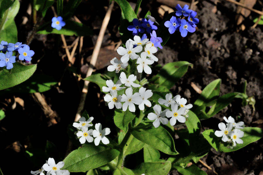 Ackervergissmeinnicht 2 Myosotis arvensis