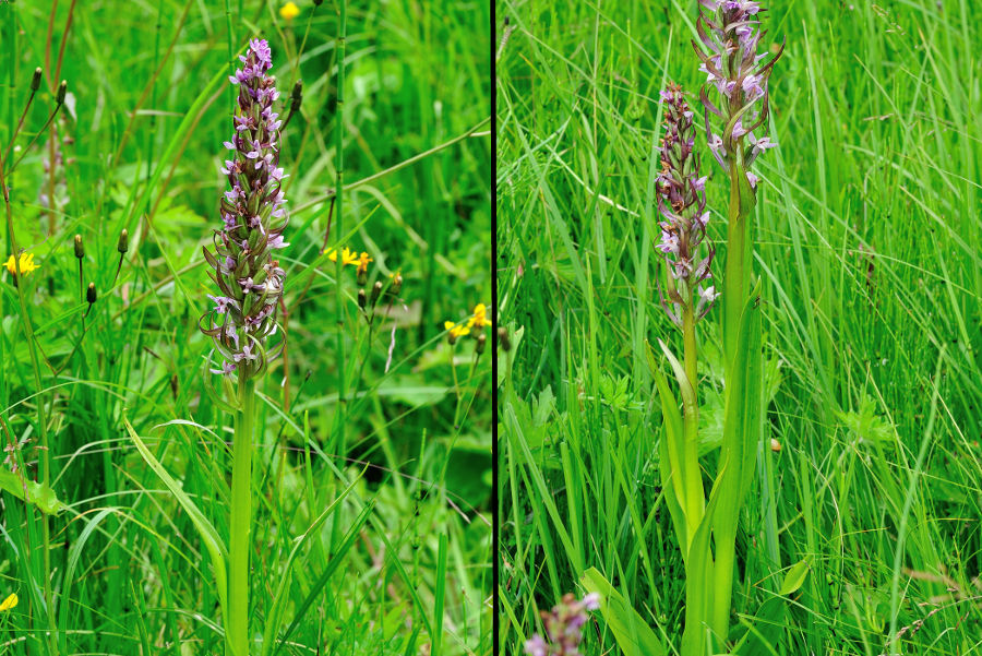 Fleischfarbenes Knabenkraut Dactylorhiza incarnata 1