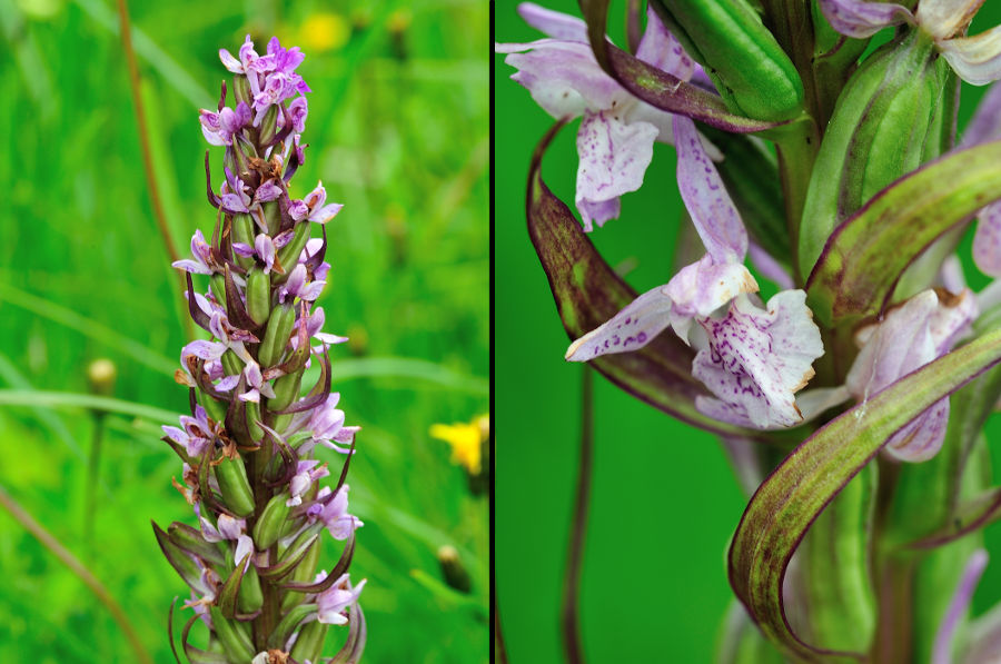 Fleischfarbenes Knabenkraut Dactylorhiza incarnata 2