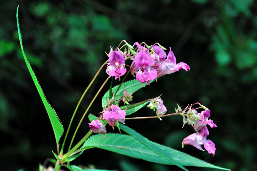 Druesiges Springkraut Impatiens glandulifera