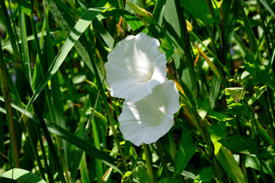 Zaunwinde Calystegia sepium