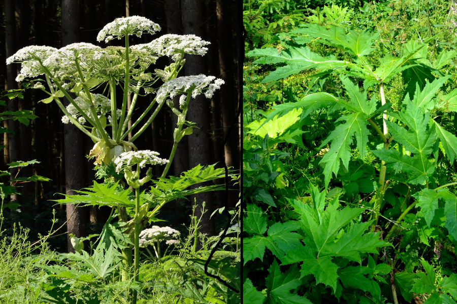 Riesen-Baerenklau, Herculesstaude Heracleum mantegazzianum 1