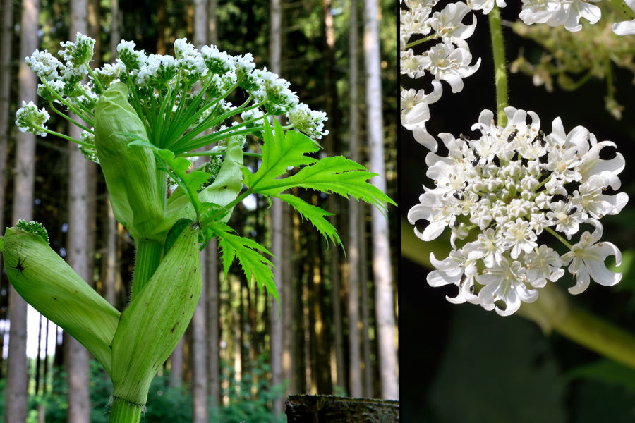 Riesen-Baerenklau, Herculesstaude Heracleum mantegazzianum 2