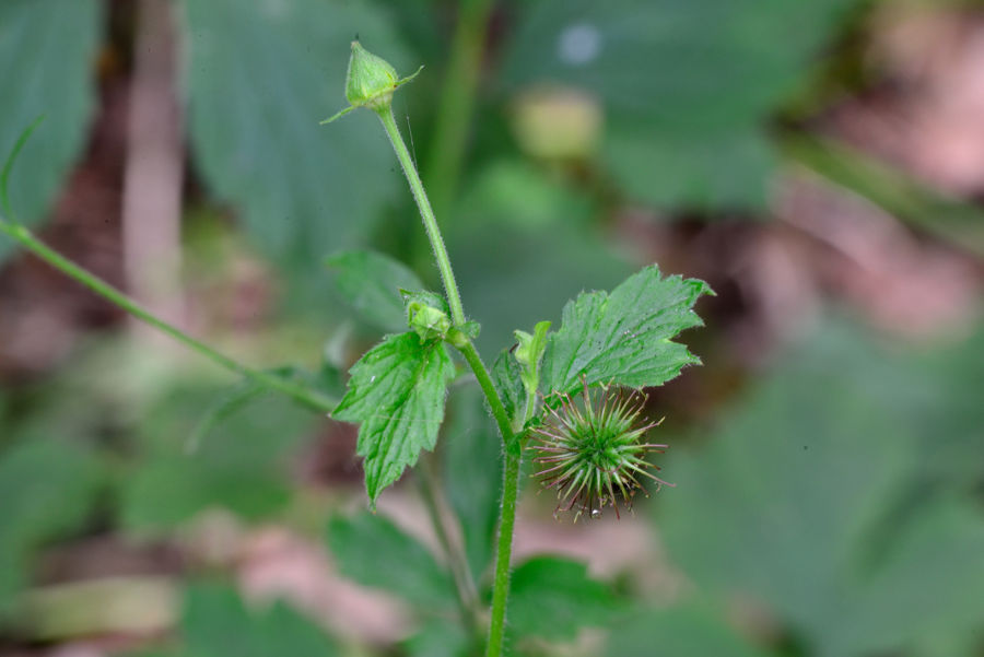 Echte Nelkenwurz Geum urbanum 2