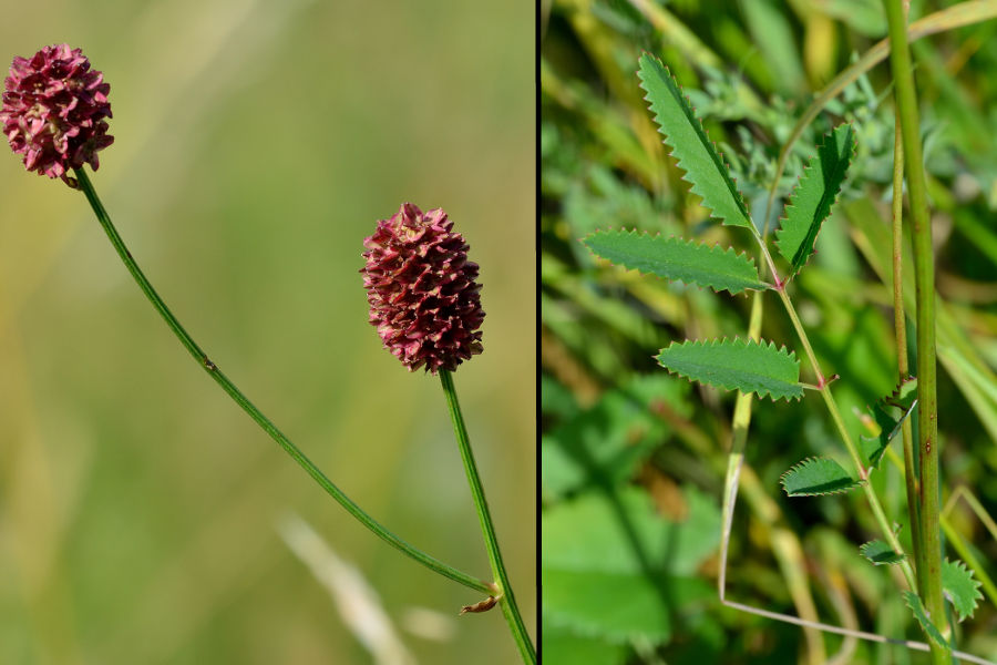 Grosser Wiesenknopf 1