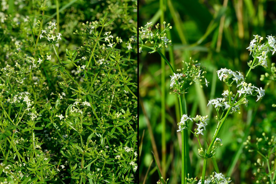 Weisses Labkraut Galium album 1