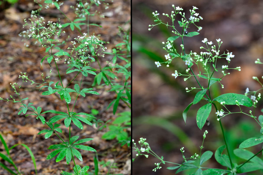 Wald-Labkraut Galium sylvaticum 1